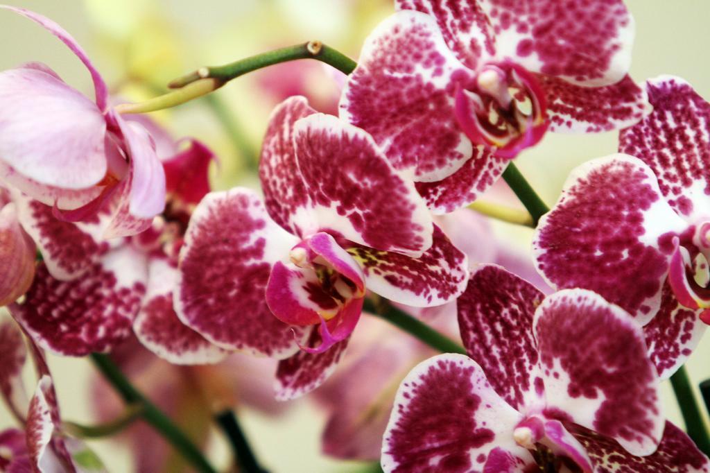 Orchidea Apartman Eger Eksteriør billede
